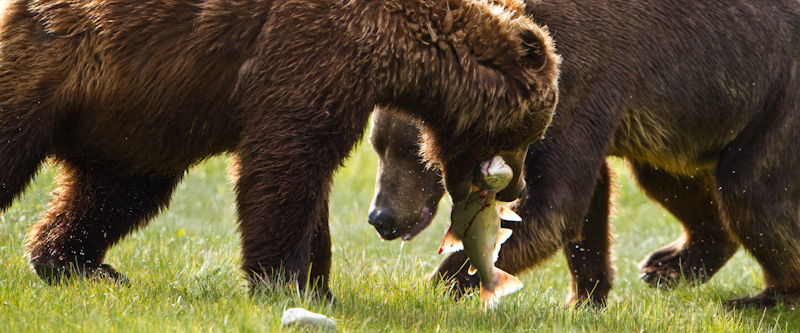 Grizzly Bears Fighting Over Salmon